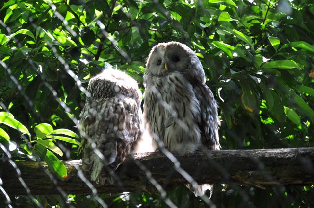 min 2013 07 06 beauval 086